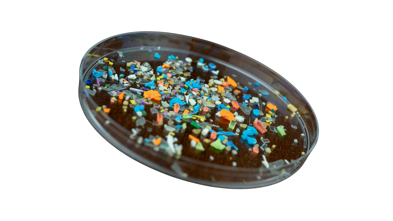 petridish of microplastics
